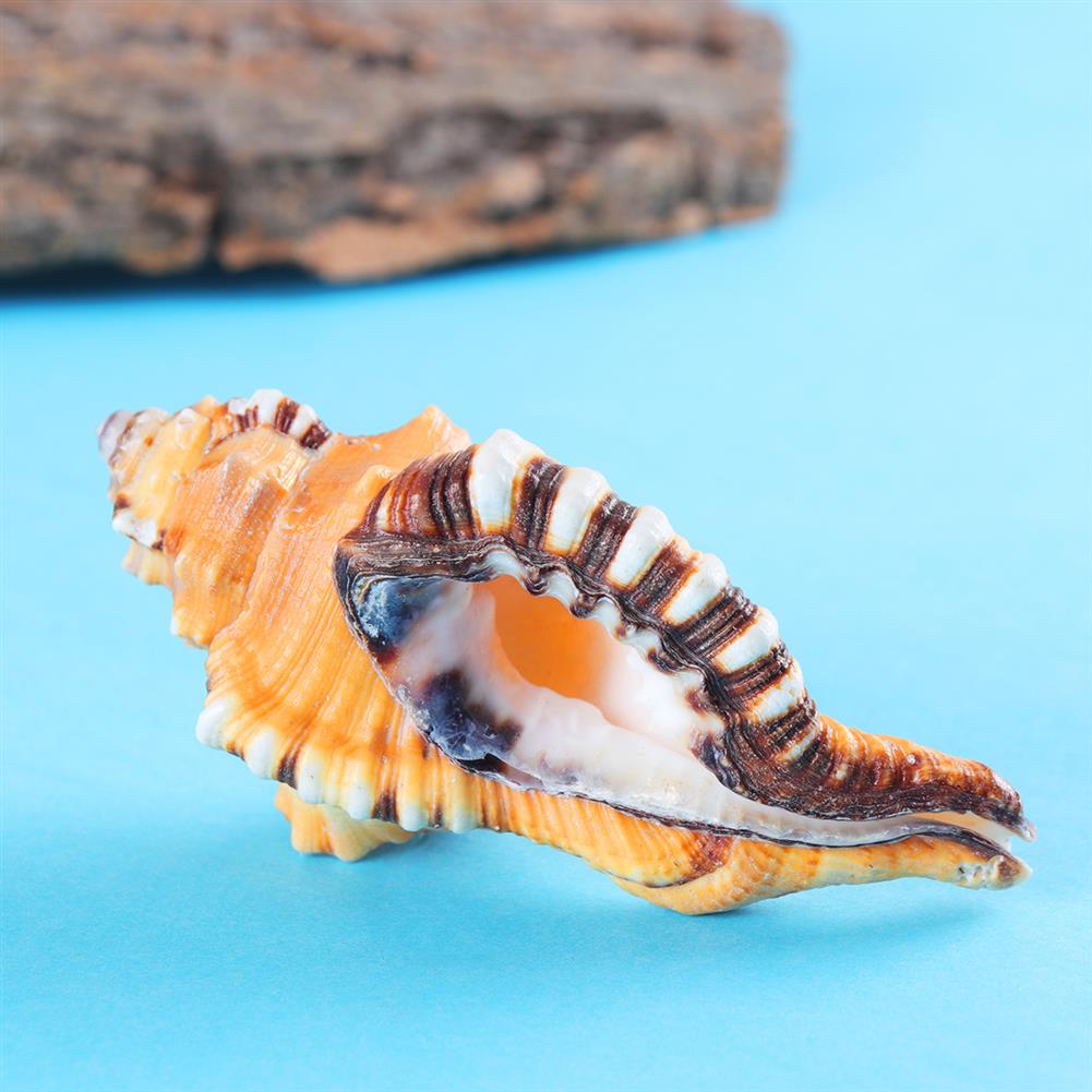 10-12cm Natural Marine Shell Tridacna Clam Conch Home Furnishing Giant Sea US